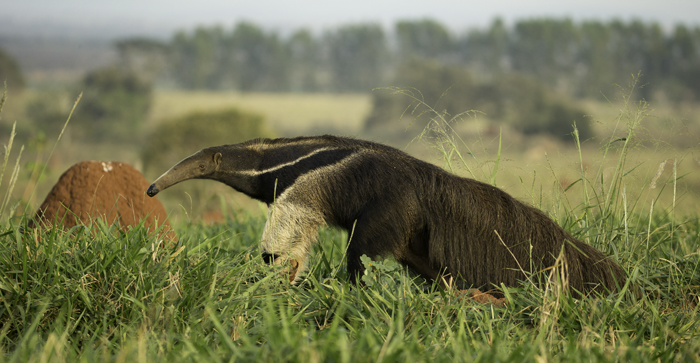 anteater